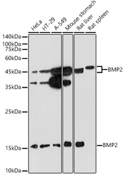 Anti-BMP2 antibody used in Western Blot (WB). GTX64355