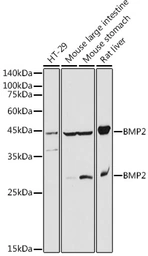 Anti-BMP2 antibody used in Western Blot (WB). GTX64355