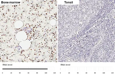 Anti-PAD4 antibody [HL4308] used in IHC (Paraffin sections) (IHC-P). GTX643555