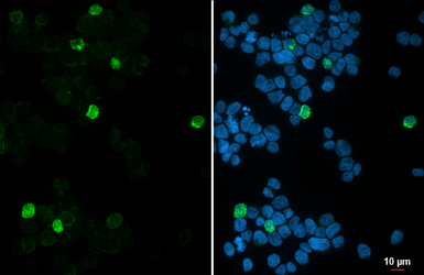 Anti-PAD4 antibody [HL4309] used in Immunocytochemistry/ Immunofluorescence (ICC/IF). GTX643556