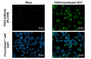 Anti-PAD4 antibody [HL4309] used in Immunocytochemistry/ Immunofluorescence (ICC/IF). GTX643556