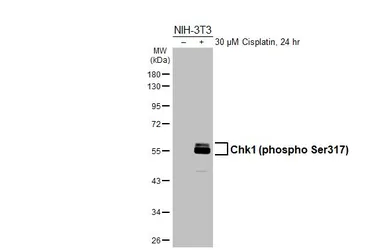 Anti-Chk1 (phospho Ser317) antibody [HL4313] used in Western Blot (WB). GTX643560