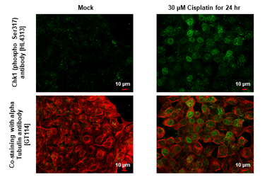 Anti-Chk1 (phospho Ser317) antibody [HL4313] used in Immunocytochemistry/ Immunofluorescence (ICC/IF). GTX643560