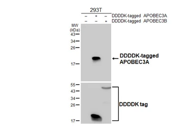 Anti-APOBEC3A antibody [HL4316] used in Western Blot (WB). GTX643563