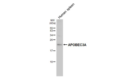 Anti-APOBEC3A antibody [HL4316] used in Western Blot (WB). GTX643563