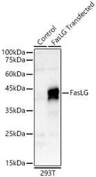 Anti-Fas Ligand antibody used in Western Blot (WB). GTX64357