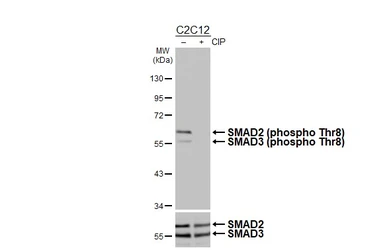 Anti-SMAD2 / SMAD3 (phospho Thr8) antibody [HL4326] used in Western Blot (WB). GTX643573