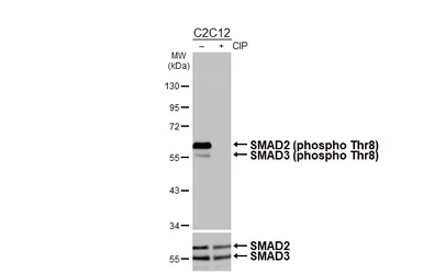 Anti-SMAD2 / SMAD3 (phospho Thr8) antibody [HL4327] used in Western Blot (WB). GTX643574