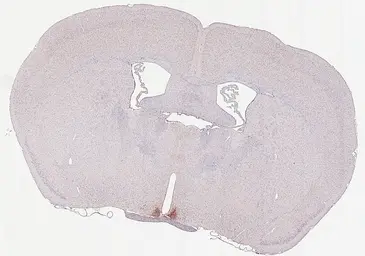 Anti-VIP antibody [HL4332] used in IHC (Paraffin sections) (IHC-P). GTX643579