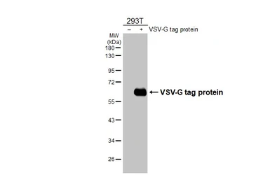 Anti-VSV-G tag antibody [HL4333] used in Western Blot (WB). GTX643580
