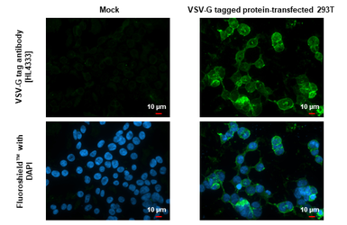 Anti-VSV-G tag antibody [HL4333] used in Immunocytochemistry/ Immunofluorescence (ICC/IF). GTX643580