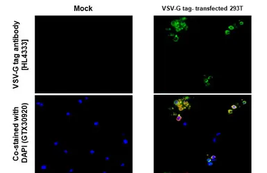 Anti-VSV-G tag antibody [HL4333] used in IHC-P (cell pellet) (IHC-P (cell pellet)). GTX643580