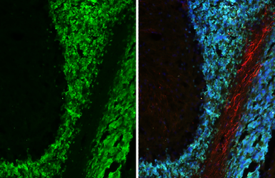 Anti-NeuN antibody [HL2550-MS] used in IHC (Frozen sections) (IHC-Fr). GTX643584