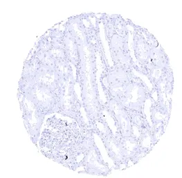 Anti-Chromogranin C antibody [HMV4337] HistoMAX&trade; used in IHC (Paraffin sections) (IHC-P). GTX643587