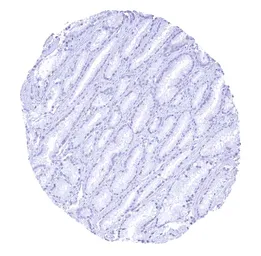 Anti-Chromogranin C antibody [HMV4337] HistoMAX&trade; used in IHC (Paraffin sections) (IHC-P). GTX643587