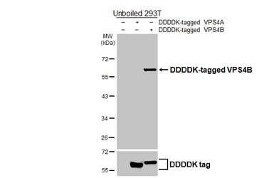 Anti-VPS4B antibody [HL4340] used in Western Blot (WB). GTX643590