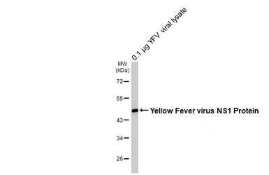 Anti-Yellow Fever virus NS1 Protein antibody [HL4344] used in Western Blot (WB). GTX643594