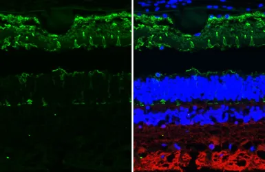 Anti-Opsin Blue antibody [HL4351] used in IHC (Paraffin sections) (IHC-P). GTX643601