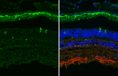 Anti-Opsin Blue antibody [HL4351] used in IHC (Paraffin sections) (IHC-P). GTX643601
