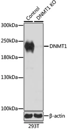 Anti-DNMT1 antibody used in Western Blot (WB). GTX64361