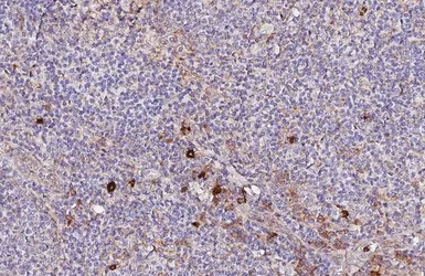Anti-CD63 antibody [HL4361] used in IHC (Paraffin sections) (IHC-P). GTX643611