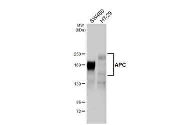 Anti-APC antibody [HL4363] used in Western Blot (WB). GTX643613