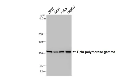 Anti-DNA polymerase gamma antibody [HL4365] used in Western Blot (WB). GTX643622