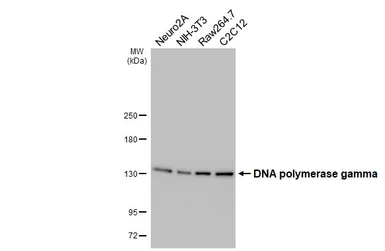 Anti-DNA polymerase gamma antibody [HL4365] used in Western Blot (WB). GTX643622