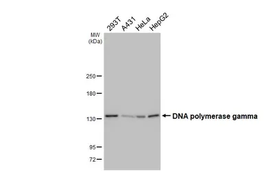 Anti-DNA polymerase gamma antibody [HL4366] used in Western Blot (WB). GTX643623