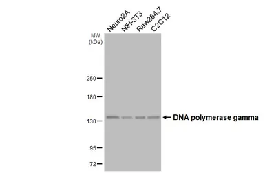 Anti-DNA polymerase gamma antibody [HL4366] used in Western Blot (WB). GTX643623