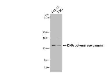 Anti-DNA polymerase gamma antibody [HL4366] used in Western Blot (WB). GTX643623