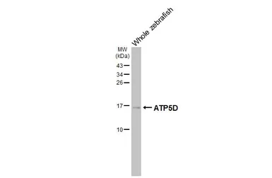 Anti-ATP5D antibody [HL4372] used in Western Blot (WB). GTX643629