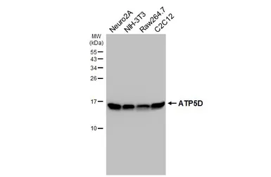 Anti-ATP5D antibody [HL4372] used in Western Blot (WB). GTX643629