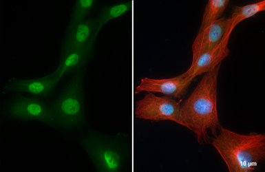 Anti-LOXL2 antibody [HL4379] used in Immunocytochemistry/ Immunofluorescence (ICC/IF). GTX643636
