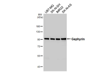 Anti-Gephyrin antibody [HL4380] used in Western Blot (WB). GTX643637