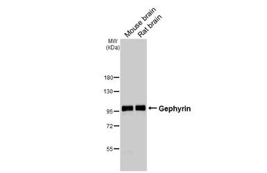 Anti-Gephyrin antibody [HL4380] used in Western Blot (WB). GTX643637