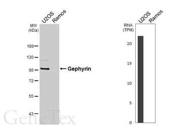 Anti-Gephyrin antibody [HL4380] used in Western Blot (WB). GTX643637