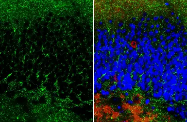 Anti-Gephyrin antibody [HL4380] used in IHC (Paraffin sections) (IHC-P). GTX643637