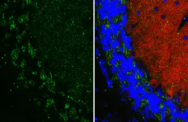 Anti-Gephyrin antibody [HL4380] used in IHC (Paraffin sections) (IHC-P). GTX643637