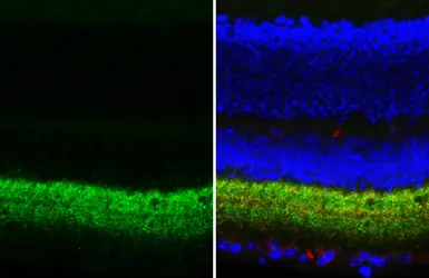 Anti-Gephyrin antibody [HL4380] used in IHC (Paraffin sections) (IHC-P). GTX643637