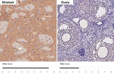 Anti-Gephyrin antibody [HL4380] used in IHC (Paraffin sections) (IHC-P). GTX643637