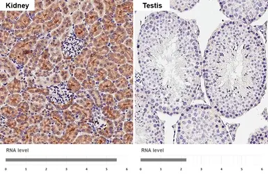 Anti-Gephyrin antibody [HL4380] used in IHC (Paraffin sections) (IHC-P). GTX643637