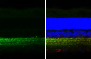 Anti-Gephyrin antibody [HL4380] used in IHC (Paraffin sections) (IHC-P). GTX643637
