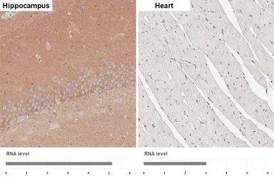 Anti-Gephyrin antibody [HL4380] used in IHC (Paraffin sections) (IHC-P). GTX643637