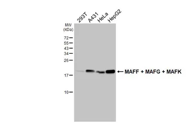 Anti-MAFF + MAFG + MAFK antibody [HL4383] used in Western Blot (WB). GTX643640