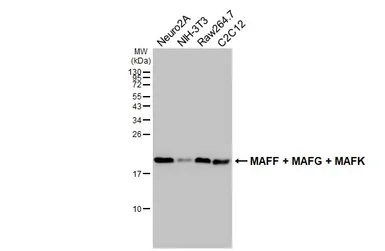 Anti-MAFF + MAFG + MAFK antibody [HL4383] used in Western Blot (WB). GTX643640