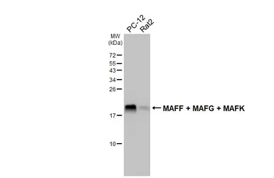 Anti-MAFF + MAFG + MAFK antibody [HL4383] used in Western Blot (WB). GTX643640