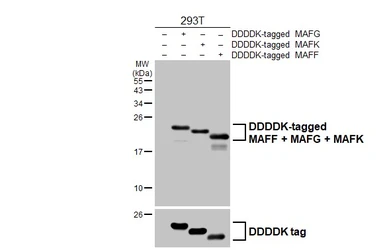 Anti-MAFF + MAFG + MAFK antibody [HL4383] used in Western Blot (WB). GTX643640