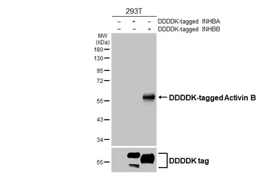 Anti-Activin B antibody [HL4390] used in Western Blot (WB). GTX643647