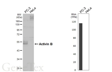Anti-Activin B antibody [HL4390] used in Western Blot (WB). GTX643647